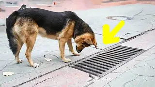 The Dog Looked into the Storm Drain Every Day, and when it was Opened Onlookers were Shocked To See