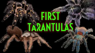 TOP 5 BEST 1st Tarantulas! Easiest Pet Tarantula EVER!