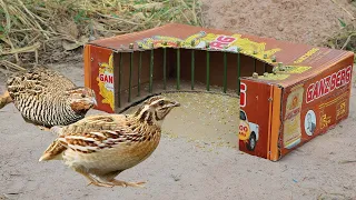 DIY Unique Quail Trap Using Paper And Hole - Easy Quick Underground Bird Trap