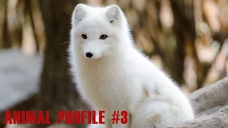 Arctic Fox - Animal Profile