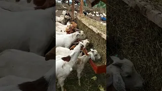 simple hay feeder on our goats farm to reduce wastage  of feeds