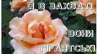 Я в захваті. Вони ГІГАНТСЬКІ. Цвіте примула. Троянди. Нові кашпо для пеларгоній.