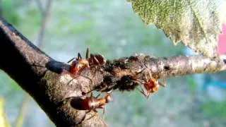 mravenci a mšice