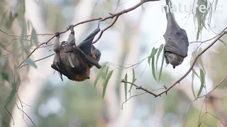 Grey-headed flying-fox pair mating , Australia.
