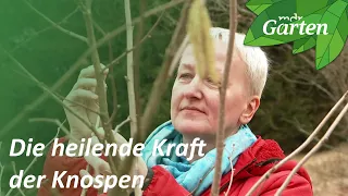 Die heilende Kraft der Knospen | MDR Garten