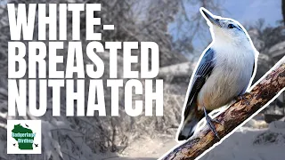 White-breasted Nuthatch: Learn All About These Charming Acrobats!