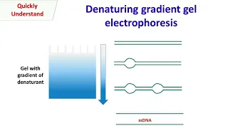 Denaturing gradient gel electrophoresis