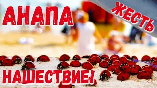 #Анапа УЖАС на ПЛЯЖЕ! БОЖЬИ КОРОВКИ ДОВОДЯТ ЛЮДЕЙ до ИСТЕРИКИ! Невозможно НАХОДИТЬСЯ у моря!