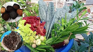 Petik sayuran di kebun atap rumah buat di tumis || tutorial membuat media tanam simpel dan subur