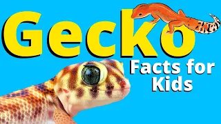 Facts About Geckos For Kids | LEOPARD GECKOS | Pet Reptiles for Kids