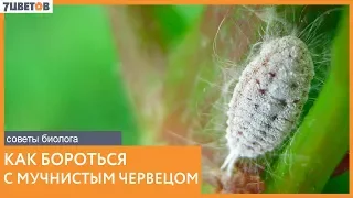 Как бороться с мучнистым червецом | Советы биолога 7ЦВЕТОВ