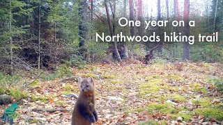 One year on a Northwoods hiking trail