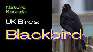 Bird Song Identifier : Blackbird - Do you the sound of this Bird? Bird Sounds - Bird song - UK Birds