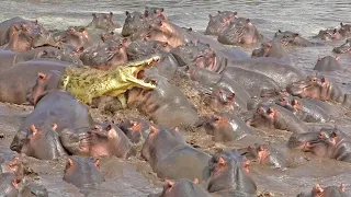 30+ Hippos Attack One Crocodile