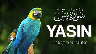 Heart shooting recitation of Surah Yaseen (Yasin) سورة يس | Zikrullah TV