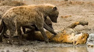 15 erschreckende und grandiose Kampfmomente von Löwen und wütenden Hyänen
