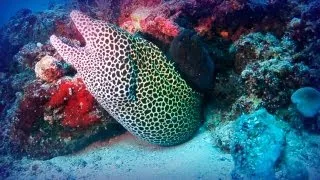 Maldivas: el paraíso del buceo (parte 2)