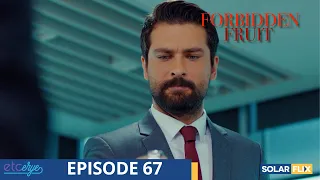 Forbidden Fruit Episode 67 | FULL EPISODE | TAGALOG DUB | Turkish Drama