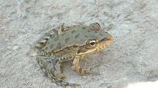 Озёрная лягушка 🐸, внешний вид 🐸