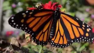 Monarch Emerging from Chrysalis Time-lapse