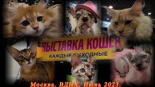 Москва. ВДНХ. Июнь 2023. Выставка котят  "КоШарики" .