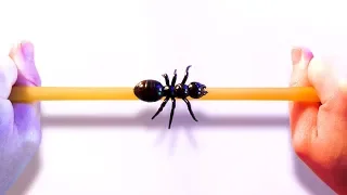 Ant On A Rubber Rope Paradox