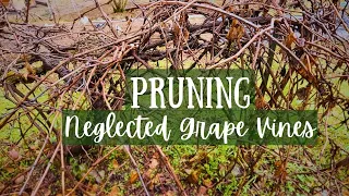 38. Pruning Old Neglected Overgrown Grape Vines // Restoring Homestead Vlog