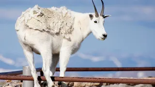 Study launched to identify unknown disease in mountain goats on Mount Evans