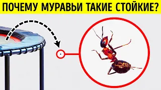 Об этих фактах не знают даже самые большие любители насекомых!