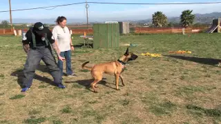 Sozo 9 months old training with NorCal k-9