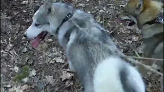 Необходимость в обязательном нахаживании лаек