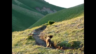 лай песца (взрослый и щенок) / arctic fox bark (adult and juvenile)