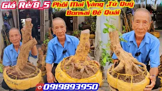 #Chợ Mai 8/5☎️0919893950👉🏻Phôi Mai Vàng ,Phôi Mai Tứ Quý ,Bonsai Đế Đẹp ,Giá Cực Rẻ /CS Cần Thơ HG