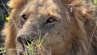 Olobor Black Rock Male Lion this morning | 18 September 2023