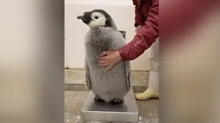 A struggle to weigh a 97-day-old baby emperor penguin. #itsViral