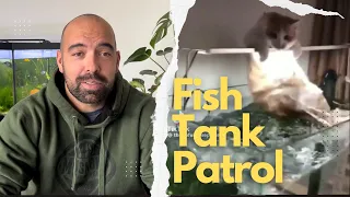 You need a lid for your cat - Fish Tank Patrol APD 24003