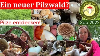 Semmelstoppelpilze im neuem Pilzwald! Neue Pilz Wälder zum Pilze sammeln entdecken! Sept 2022