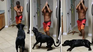 Dramatic dog gives Oscar-worthy performance #Shorts