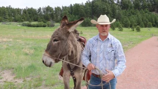 How to get a donkey to cross a bridge