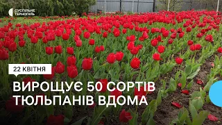 Квітникарка з Кременця засадила город тюльпанами