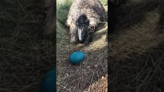 Emu accepts egg