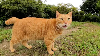 Cat trusts humans and introduces many fellow cats