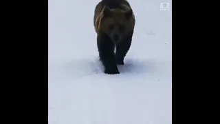 В Румынии, медведь в очередной  раз появился на горнолыжном курорте.