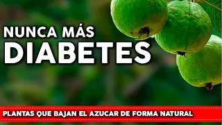 6 Plantas para la DIABETES que bajan el AZUCAR y Aumentan la INSULINA - Plántalas en tu Jardin