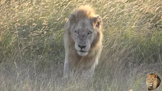 Casper The White Lion And Brother Up Close