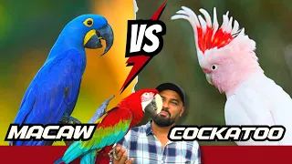 Macaws Vs Cockatoos | Which one is best for YOU? |  Comparison & Detailed Analysis | Shaikh Tanveer