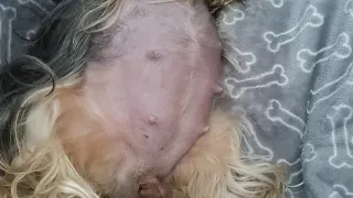 Yorky Puppies move in the stomach of their mom