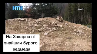 НА ЗАКАРПАТТІ, ЗНАЙШЛИ БУРОГО ВЕМЕДЯ