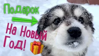 Бездомный щенок на Новый год! Ищем семью.