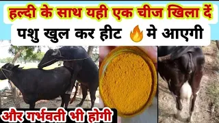 गाय भैंस को खुल कर हीट मे कैसे लाये|pashu ko heat me laye|how to bring cow buffalo to heat|हल्दी के.